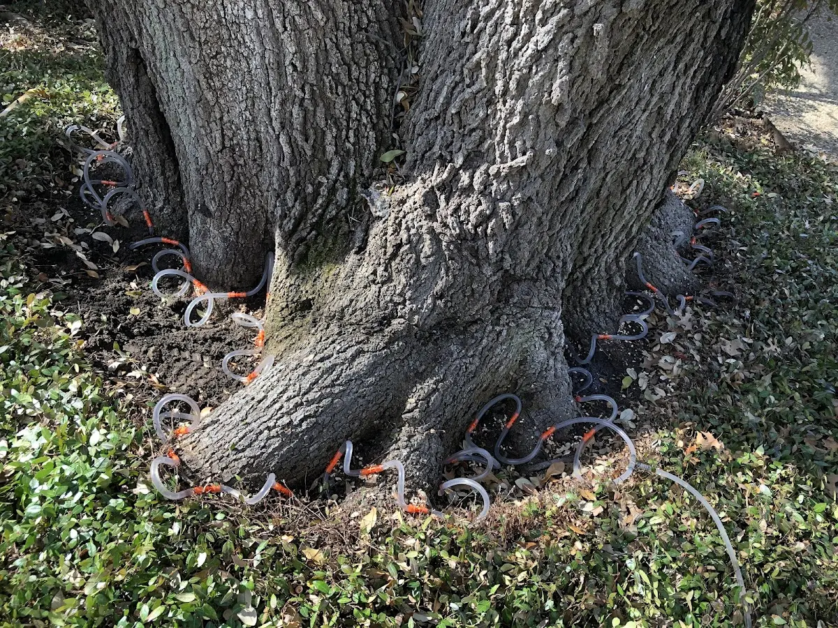 Detailed Tree Cabling and Bracing job site in Pound Ridge